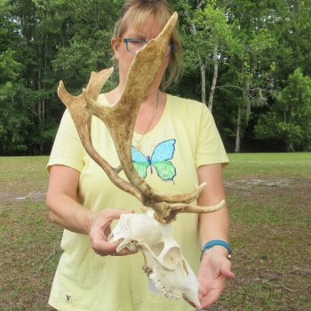  B-Grade Fallow Deer Skull and horns (antlers) 15" & 16"