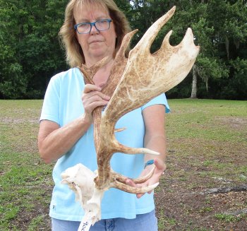 XL Fallow Deer Skull Plate with 20 & 21 inch horns (antlers)