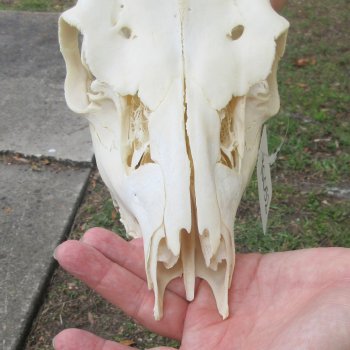  B-Grade Fallow Deer Skull and horns (antlers) 15" & 16"