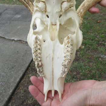  B-Grade Fallow Deer Skull and horns (antlers) 15" & 16"