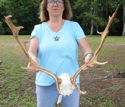 XL Fallow Deer Skull Plate with 21 & 22 inch horns (antlers)