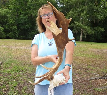 XL Fallow Deer Skull Plate with 21 & 22 inch horns (antlers)