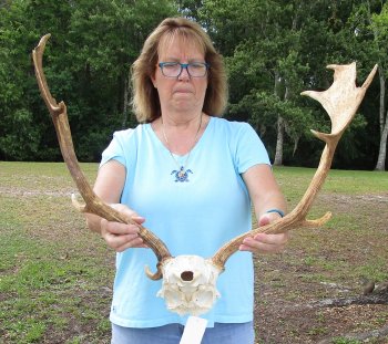 XL Fallow Deer Skull Plate with 21 & 22 inch horns (antlers)
