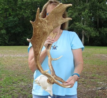 XL Fallow Deer Skull Plate with 21 & 22 inch horns (antlers)