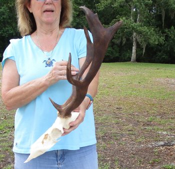 Craft Grade Fallow Deer Skull with 15 inch horns (antlers)