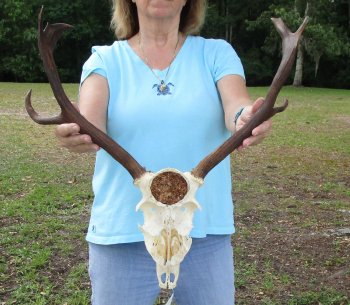 Craft Grade Fallow Deer Skull with 15 inch horns (antlers)