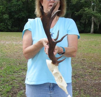 Craft Grade Fallow Deer Skull with 15 inch horns (antlers)