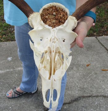 Craft Grade Fallow Deer Skull with 15 inch horns (antlers)