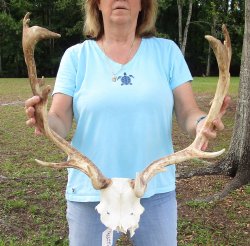 XL Fallow Deer Skull Plate with 19 inch horns (antlers)