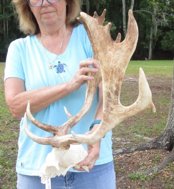 XL Fallow Deer Skull Plate with 19 inch horns (antlers)