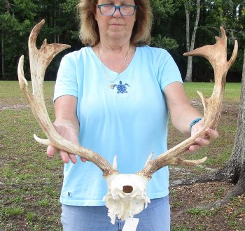 XL Fallow Deer Skull Plate with 19 inch horns (antlers)