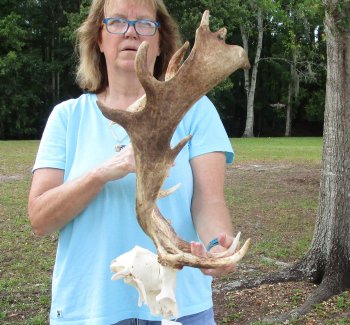 XL Fallow Deer Skull Plate with 19 inch horns (antlers)
