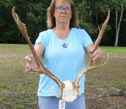 XL Fallow Deer Skull Plate with 21 & 22 inch horns (antlers)