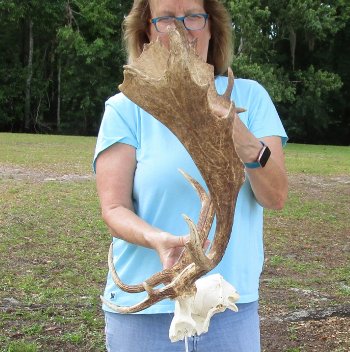 XL Fallow Deer Skull Plate with 21 & 22 inch horns (antlers)