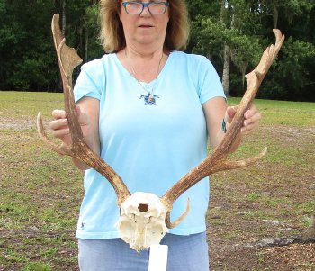 XL Fallow Deer Skull Plate with 21 & 22 inch horns (antlers)