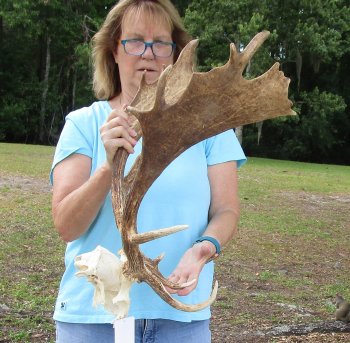 XL Fallow Deer Skull Plate with 21 & 22 inch horns (antlers)