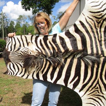 97" x 59" Slight B-Grade Zebra Skin Rug (Adult Signature Required) 