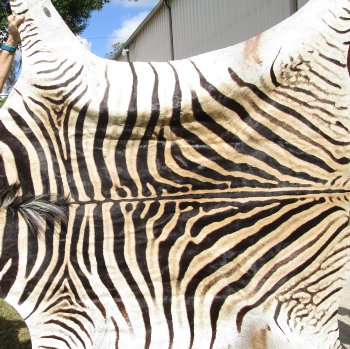 97" x 59" Slight B-Grade Zebra Skin Rug (Adult Signature Required) 
