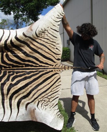 97" x 59" Slight B-Grade Zebra Skin Rug (Adult Signature Required) 