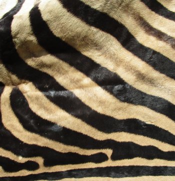 97" x 59" Slight B-Grade Zebra Skin Rug (Adult Signature Required) 