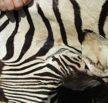 97" x 59" Slight B-Grade Zebra Skin Rug (Adult Signature Required) 