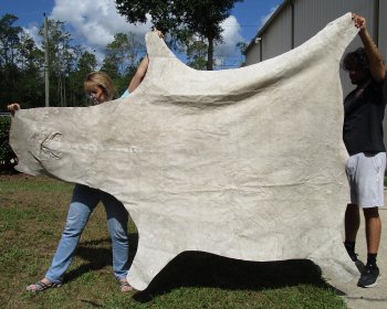 97" x 59" Slight B-Grade Zebra Skin Rug (Adult Signature Required) 