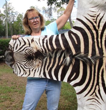 Genuine 93" x 62" A- Grade Zebra Skin Rug (Adult Signature Required) 
