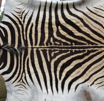 Genuine 93" x 62" A- Grade Zebra Skin Rug (Adult Signature Required) 