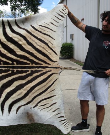 Genuine 93" x 62" A- Grade Zebra Skin Rug (Adult Signature Required) 