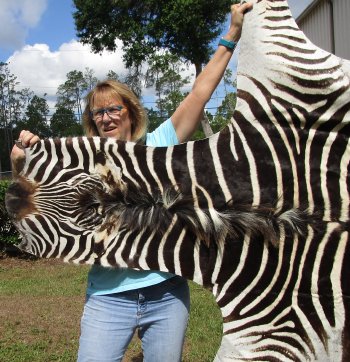 Genuine 94" x 61" A- Grade Zebra Skin Rug (Adult Signature Required) 