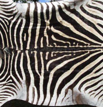 Genuine 94" x 61" A- Grade Zebra Skin Rug (Adult Signature Required) 