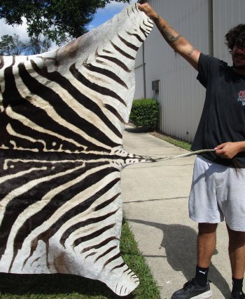 Genuine 94" x 61" A- Grade Zebra Skin Rug (Adult Signature Required) 