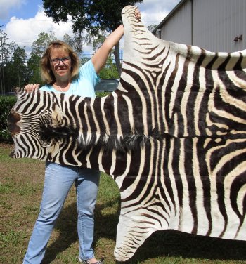 Genuine 93-1/2" x 59-1/2" A- Grade Zebra Skin Rug (Adult Signature Required) 