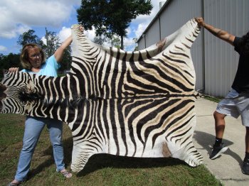 Genuine 93-1/2" x 59-1/2" A- Grade Zebra Skin Rug (Adult Signature Required) 