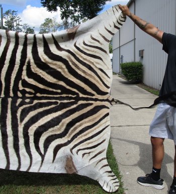 Genuine 93-1/2" x 59-1/2" A- Grade Zebra Skin Rug (Adult Signature Required) 