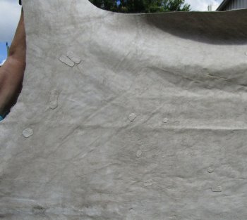 Genuine 93-1/2" x 59-1/2" A- Grade Zebra Skin Rug (Adult Signature Required) 