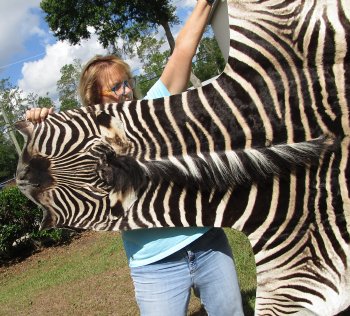 Genuine 88-1/2" x 55" A- Grade Zebra Skin Rug (Adult Signature Required) 