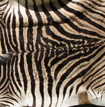 Genuine 88-1/2" x 55" A- Grade Zebra Skin Rug (Adult Signature Required) 