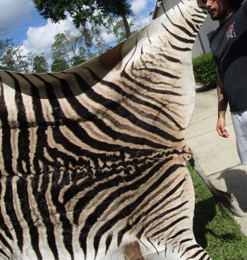 Genuine 88-1/2" x 55" A- Grade Zebra Skin Rug (Adult Signature Required) 