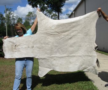 Genuine 88-1/2" x 55" A- Grade Zebra Skin Rug (Adult Signature Required) 