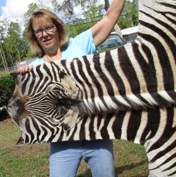 Genuine 93-1/2" x 59" A- Grade Zebra Skin Rug (Adult Signature Required) 