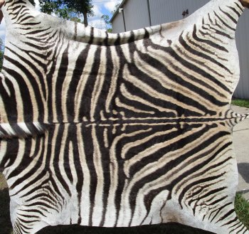 Genuine 93-1/2" x 59" A- Grade Zebra Skin Rug (Adult Signature Required) 