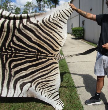 Genuine 93-1/2" x 59" A- Grade Zebra Skin Rug (Adult Signature Required) 