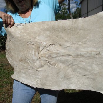Genuine 93-1/2" x 59" A- Grade Zebra Skin Rug (Adult Signature Required) 