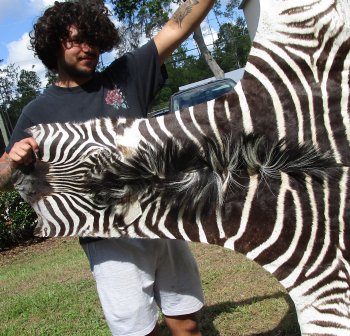 Genuine 87" x 53" A- Grade Zebra Skin Rug (Adult Signature Required)