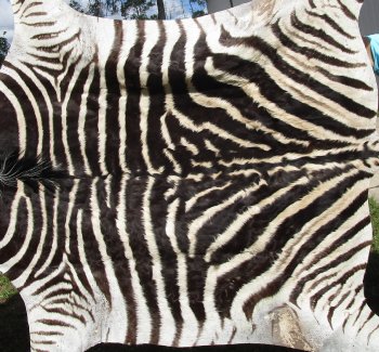 Genuine 87" x 53" A- Grade Zebra Skin Rug (Adult Signature Required)