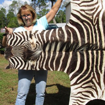 Genuine 95" x 59" A- Grade Zebra Skin Rug (Adult Signature Required) 