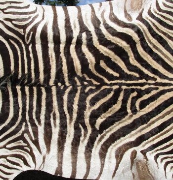 Genuine 95" x 59" A- Grade Zebra Skin Rug (Adult Signature Required) 