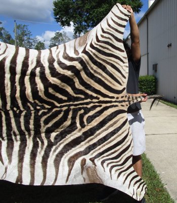 Genuine 95" x 59" A- Grade Zebra Skin Rug (Adult Signature Required) 
