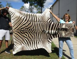 Genuine 90" x 59-1/2" A- Grade Zebra Skin Rug (Adult Signature Required) 